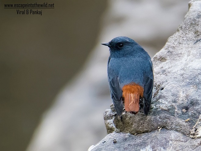 plumbeous_water_redstart_3760.jpg