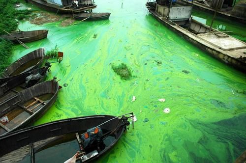 巢湖北岸的烟墩至义城沿岸，湖面上聚积了大量蓝藻.jpg