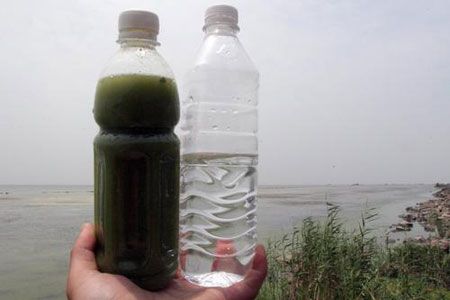 从巢湖取的蓝藻水样（左）与饮用水对比.jpg
