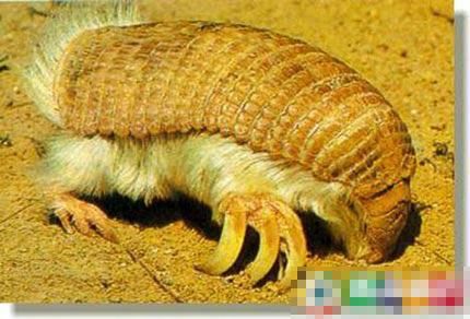 粉精灵犰狳.jpg