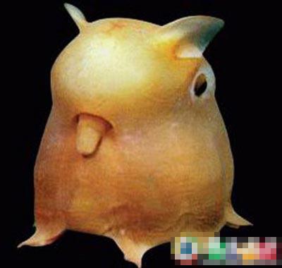 小飞象章鱼.jpg