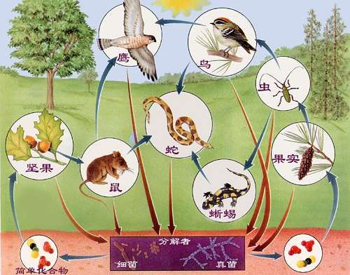 生物链.jpg