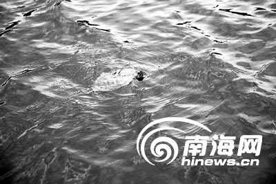 乌龟久久不愿离开.jpg