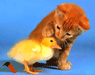 4C551A386DB0D120990ADFB39A75CFB7.GIF
