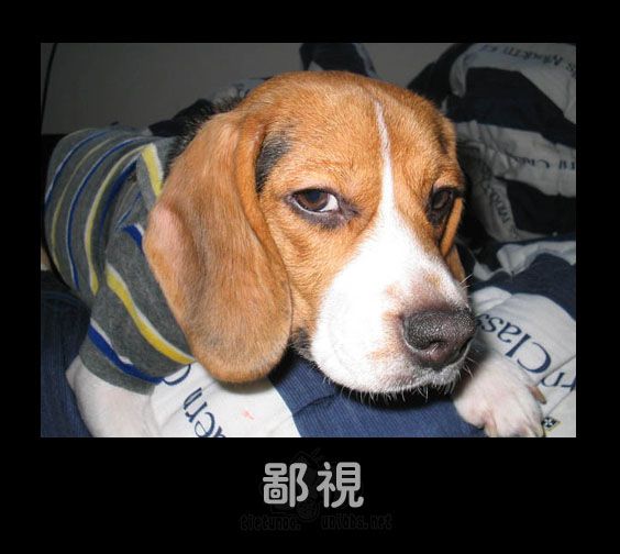 鄙视.jpg