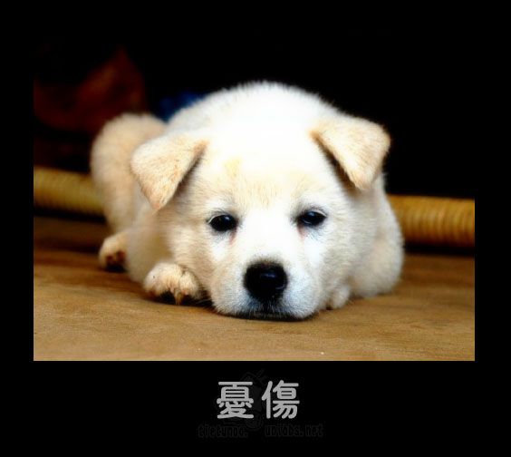 忧伤.jpg