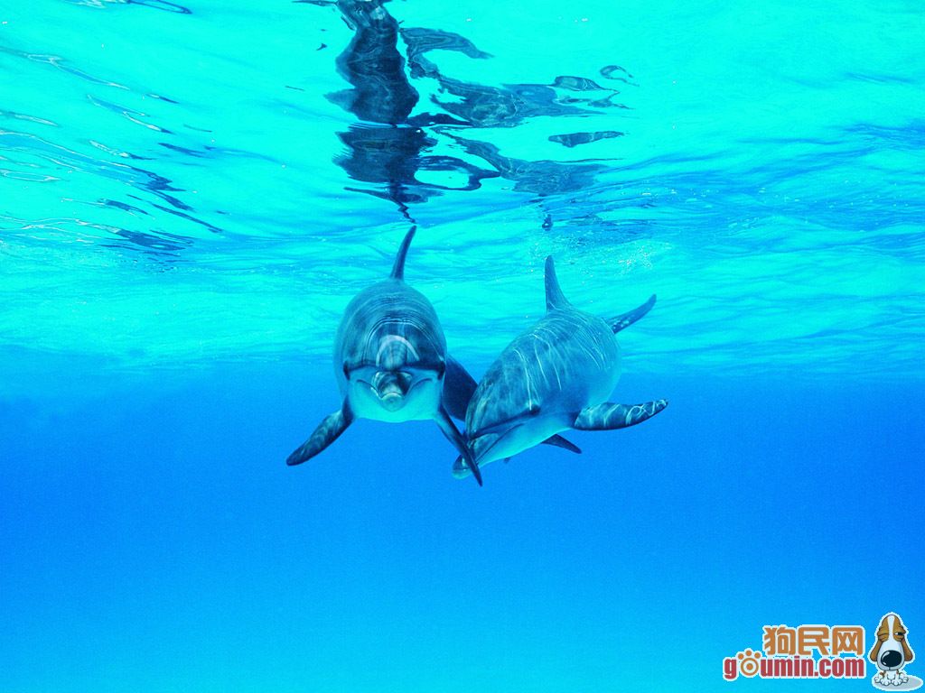 海豚1.jpg