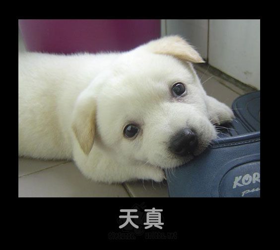 天真.jpg