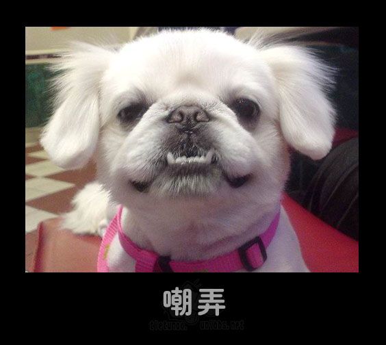 嘲弄.jpg