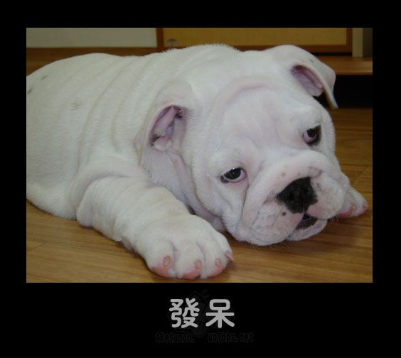 发呆.jpg