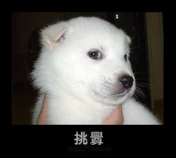 挑逗.jpg