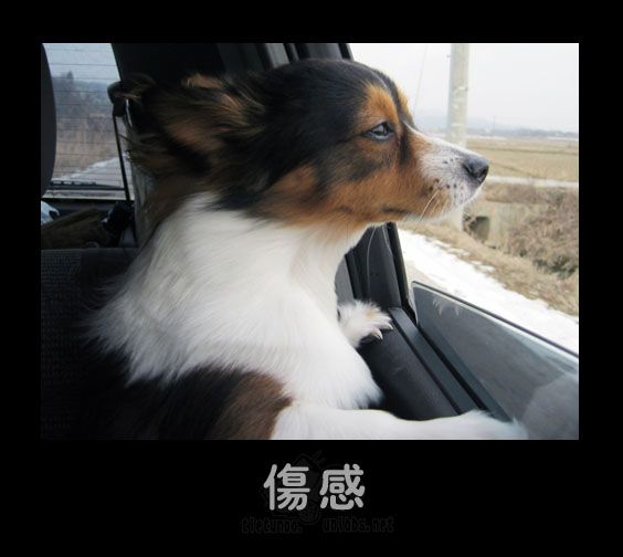 伤感.jpg