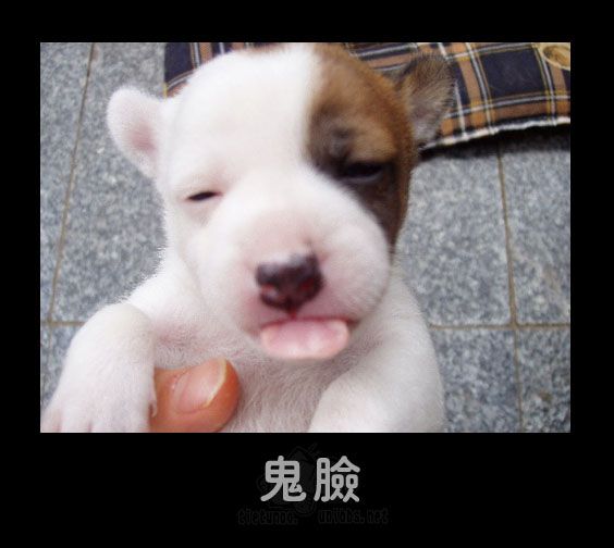 鬼脸.jpg