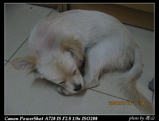 狗狗 (1).JPG
