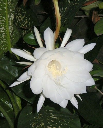 昙花.jpg