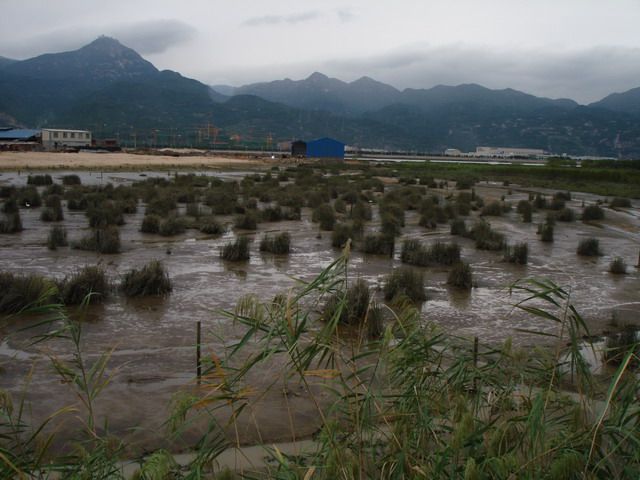 阴霾下的胪歧洲湿地在颤抖.jpg