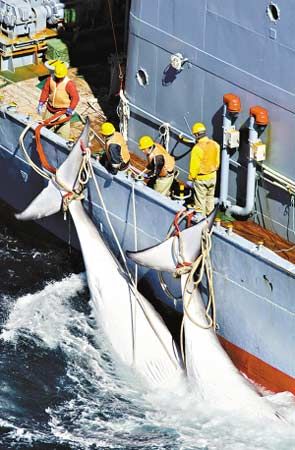 捕鲸.jpg