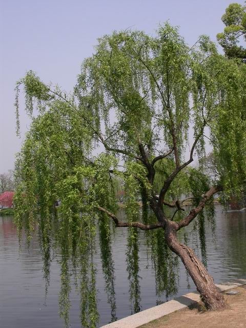 090404092601.jpg