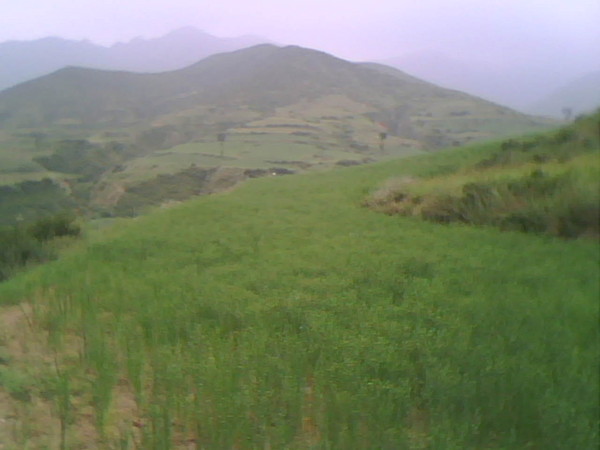 shanjiancaidi2.jpg