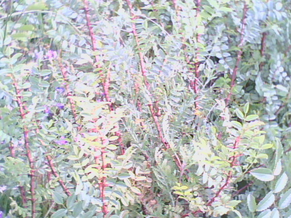 cicong11.jpg