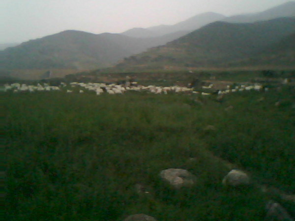 yangqun.jpg