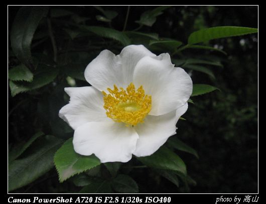 鸡蛋花.jpg