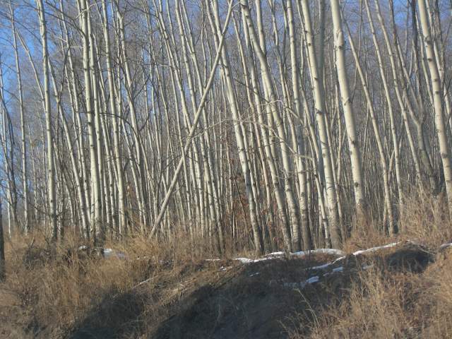 向阳的雪已经融化了.jpg
