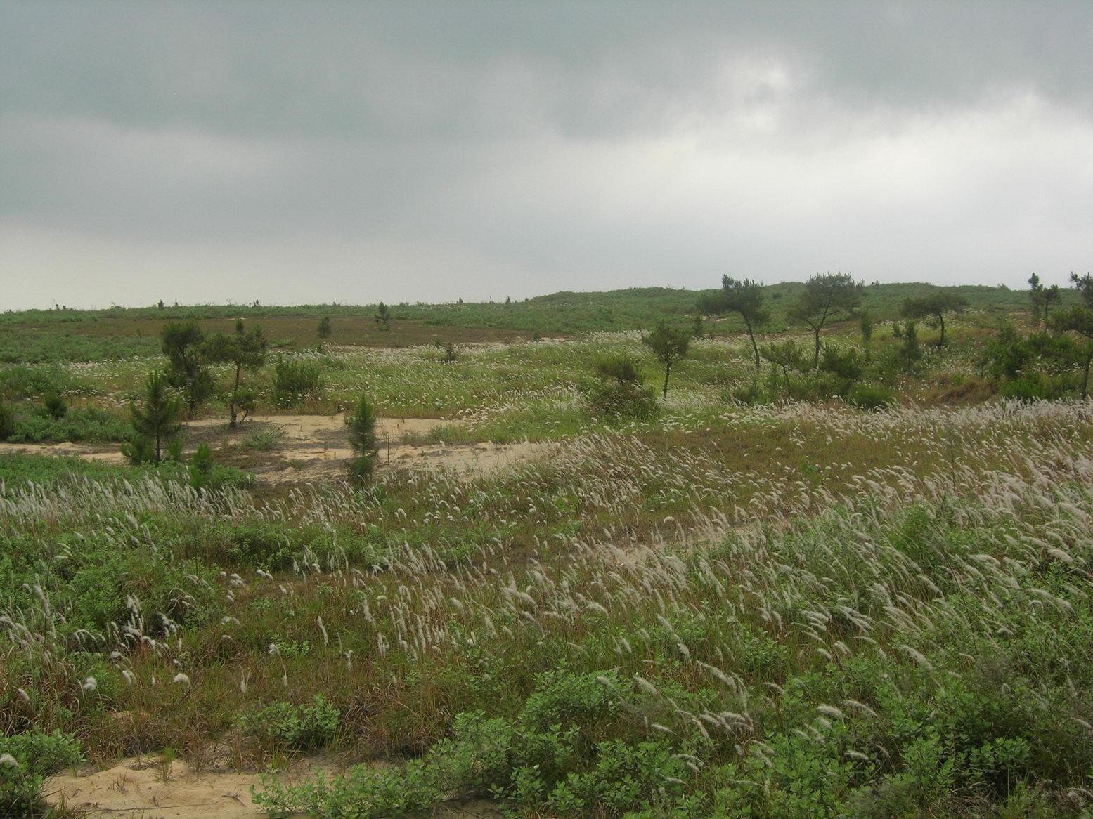 DSCN8555.JPG