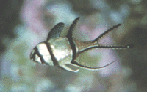 22.bmp