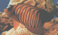 11.gif