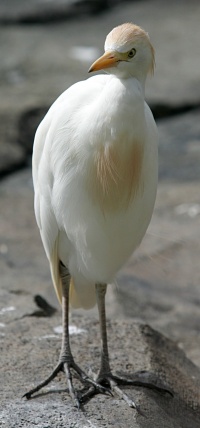 200px-Cattle_Egret.jpg