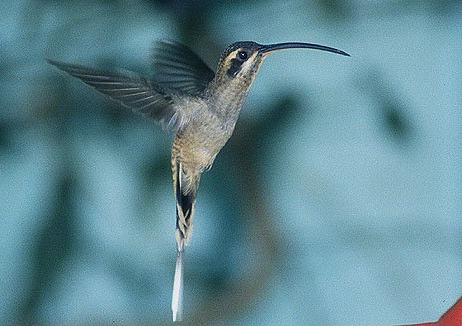 西长尾隐蜂鸟Phaethornis longirostris.jpg