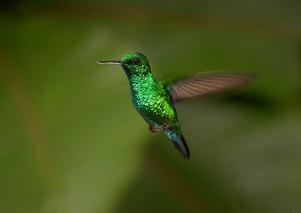 蓝尾翠蜂鸟Chlorostilbon mellisugus.jpg