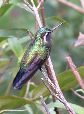 红喉宝石蜂鸟Lampornis calolaema.jpg