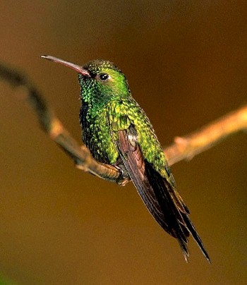 中美翠蜂鸟Chlorostilbon swainsonii.jpg
