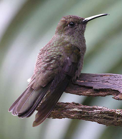 暗色刀翅蜂鸟Campylopterus cirrochloris.jpg