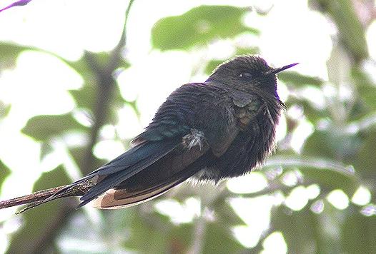 蓝背尖嘴蜂鸟Chalcostigma stanleyi.jpg
