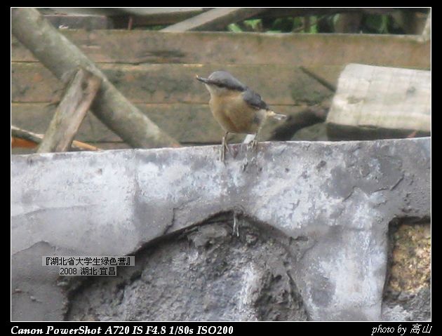 普通鳾2.jpg