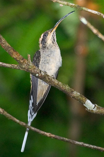 鳞喉隐蜂鸟Phaethornis eurynome.jpg