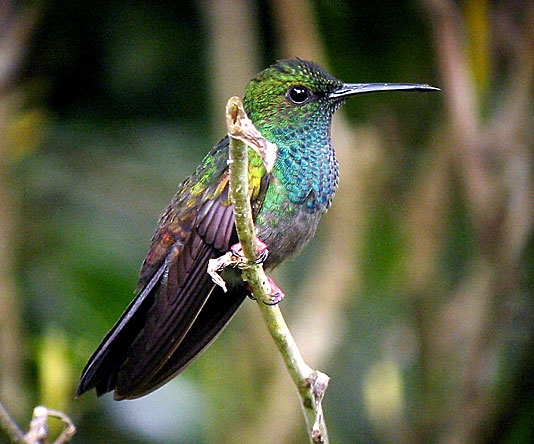 斑胸棕尾蜂鸟Chalybura urochrysia.jpg