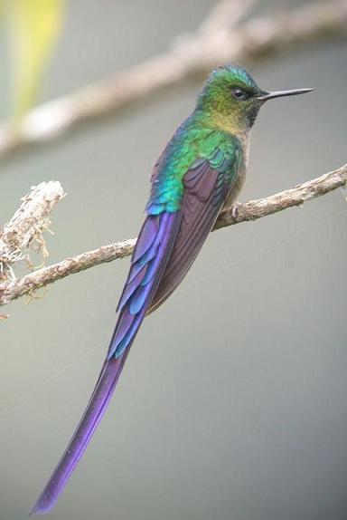 紫长尾蜂鸟Aglaiocercus coelestis.jpg