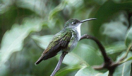 白胸蜂鸟Agyrtria brevirostris.jpg