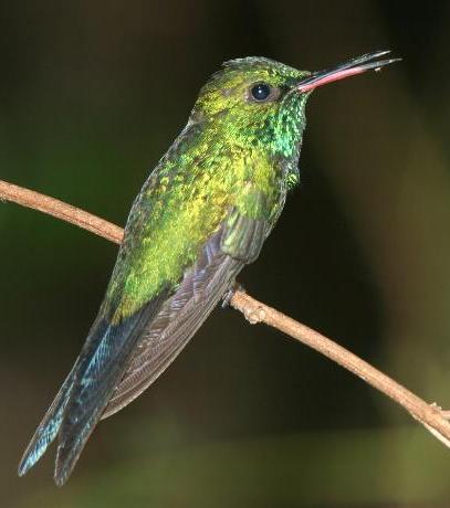 波多翠蜂鸟Chlorostilbon maugaeus.jpg