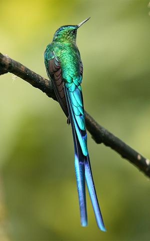 长尾蜂鸟Aglaiocercus kingi.jpg