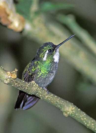 白喉宝石蜂鸟Lampornis castaneoventris.jpg