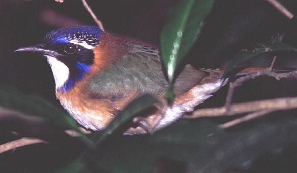 地鴗Atelornis pittoides.jpg