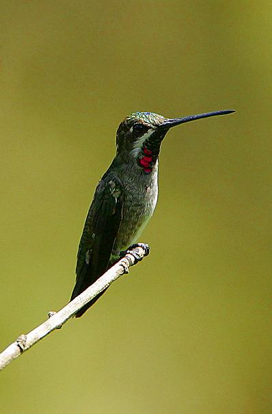 长嘴星喉蜂鸟Heliomaster longirostris.jpg