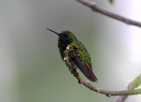 铜色翠蜂鸟Chlorostilbon russatus.jpg