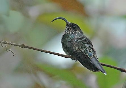 白尾尖镰嘴蜂鸟Eutoxeres aquila.jpg