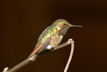 辉煌蜂鸟（火红煌蜂鸟）Selasphorus scintilla.jpg